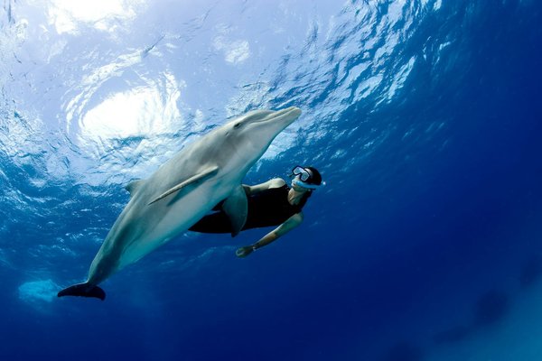 Comment vivre une expérience de snorkeling avec les raies manta à Hawaï ?